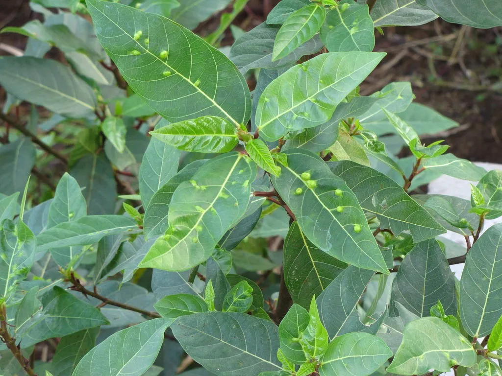 Những công dụng chữa bệnh tuyệt vời của cây sung - Ảnh 1. Những công dụng chữa bệnh tuyệt vời của cây sung - Ảnh 1.