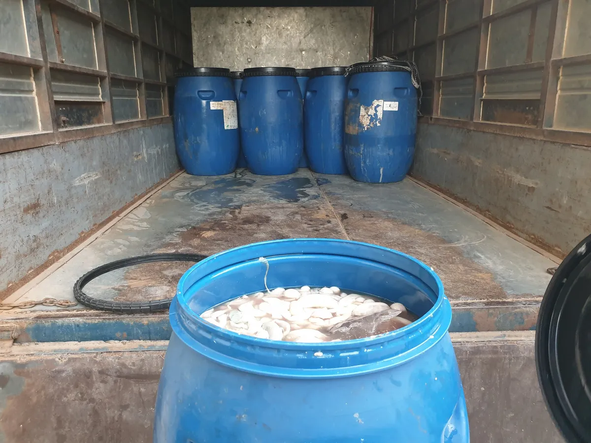 Lạng Sơn: Phát hiện 800kg nội tạng ướp lạnh không đảm bảo điều kiện vệ sinh thú y - Ảnh 1. Lạng Sơn: Phát hiện 800kg nội tạng ướp lạnh không đảm bảo điều kiện vệ sinh thú y - Ảnh 1.