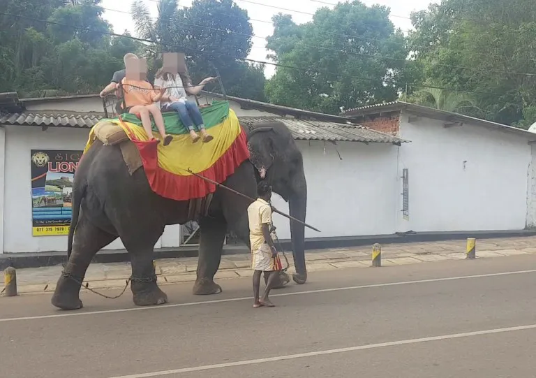 Voi Sri Lanka chết vì chở khách du lịch đến kiệt sức - Ảnh 3.