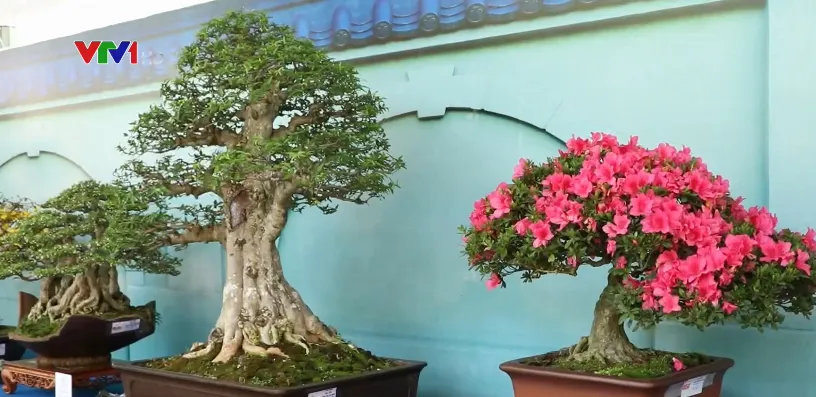 50 quốc gia tham gia Lễ hội Bonsai và Suiseki châu Á - Thái Bình Dương - Ảnh 3.