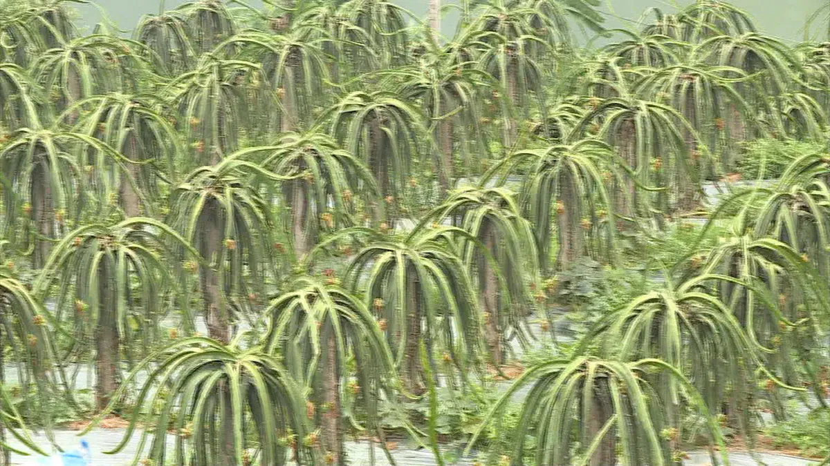 Mở rộng diện tích thanh long theo tiêu chuẩn VietGAP - Ảnh 1.