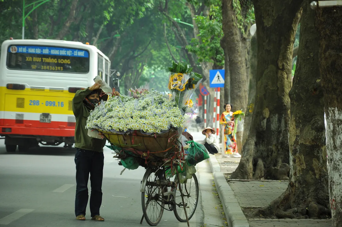 Cúc họa mi rợp đường Hà Nội, làm say đắm lòng người - Ảnh 10.