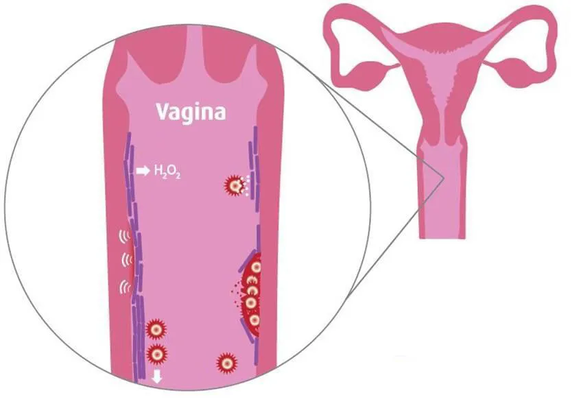 Lợi khuẩn và vai trò đối với sức khỏe sinh sản phụ nữ - Ảnh 1.