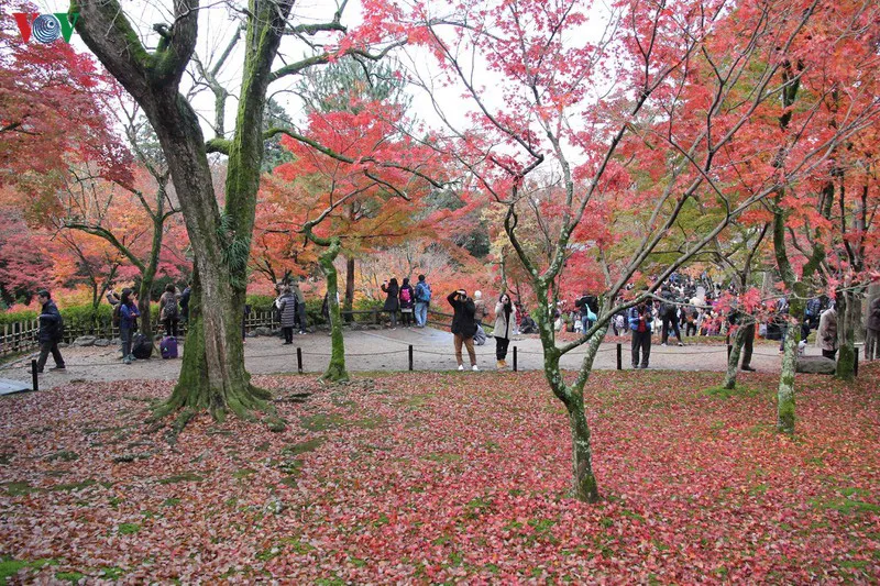 Tới ngôi chùa ngắm lá đỏ đẹp nhất Kyoto - Ảnh 10.