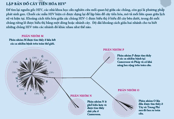 Các nhà khoa học đã tìm ra chủng HIV mới như thế nào? - Ảnh 2.