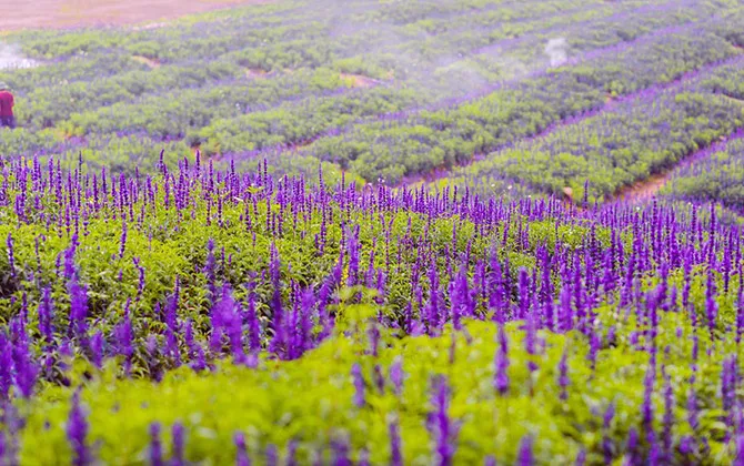 Sau cúc họa mi, giới trẻ lại “sống ảo” với cánh đồng hoa tím mộng mơ - Ảnh 11.