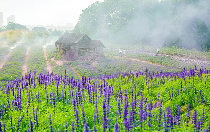 Sau cúc họa mi, giới trẻ lại “sống ảo” với cánh đồng hoa tím mộng mơ - Ảnh 6.