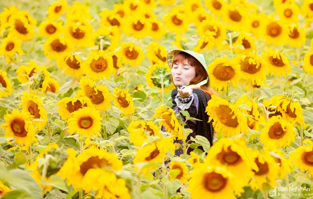 Mê mẩn với cánh đồng hoa hướng dương Nghệ An - Ảnh 3.