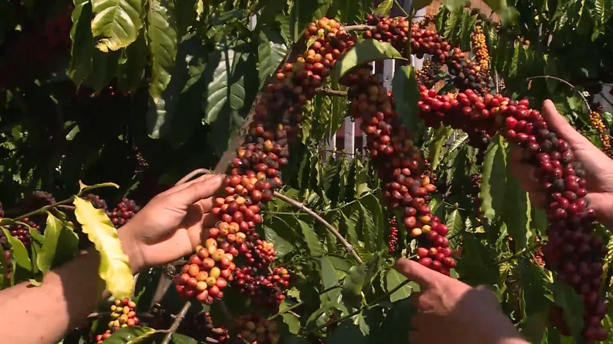 Giá cà phê có xu hướng tăng do lo ngại thiếu hụt nguồn cung - Ảnh 2. Giá cà phê có xu hướng tăng do lo ngại thiếu hụt nguồn cung - Ảnh 2.