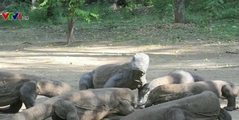 Indonesia bán vé trực tuyến đến Công viên quốc gia Komodo - Ảnh 1.