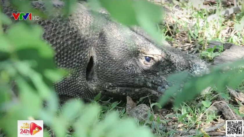Indonesia bán vé trực tuyến đến Công viên quốc gia Komodo - Ảnh 2.