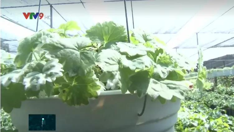 Độc đ&aacute;o rau m&aacute; c&oacute; hương thơm bạc h&agrave; - Ảnh 1.