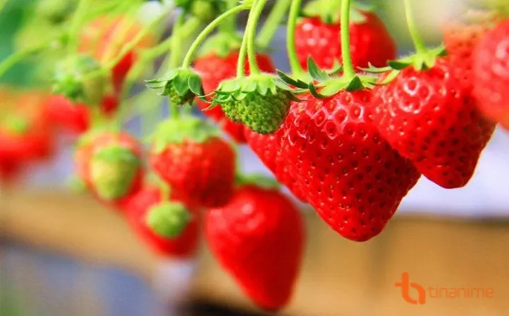 Những loại quả mọng mang đến lợi &iacute;ch tuyệt vời cho sức khỏe - Ảnh 4.