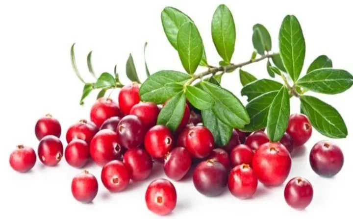 Những loại quả mọng mang đến lợi &iacute;ch tuyệt vời cho sức khỏe - Ảnh 6.