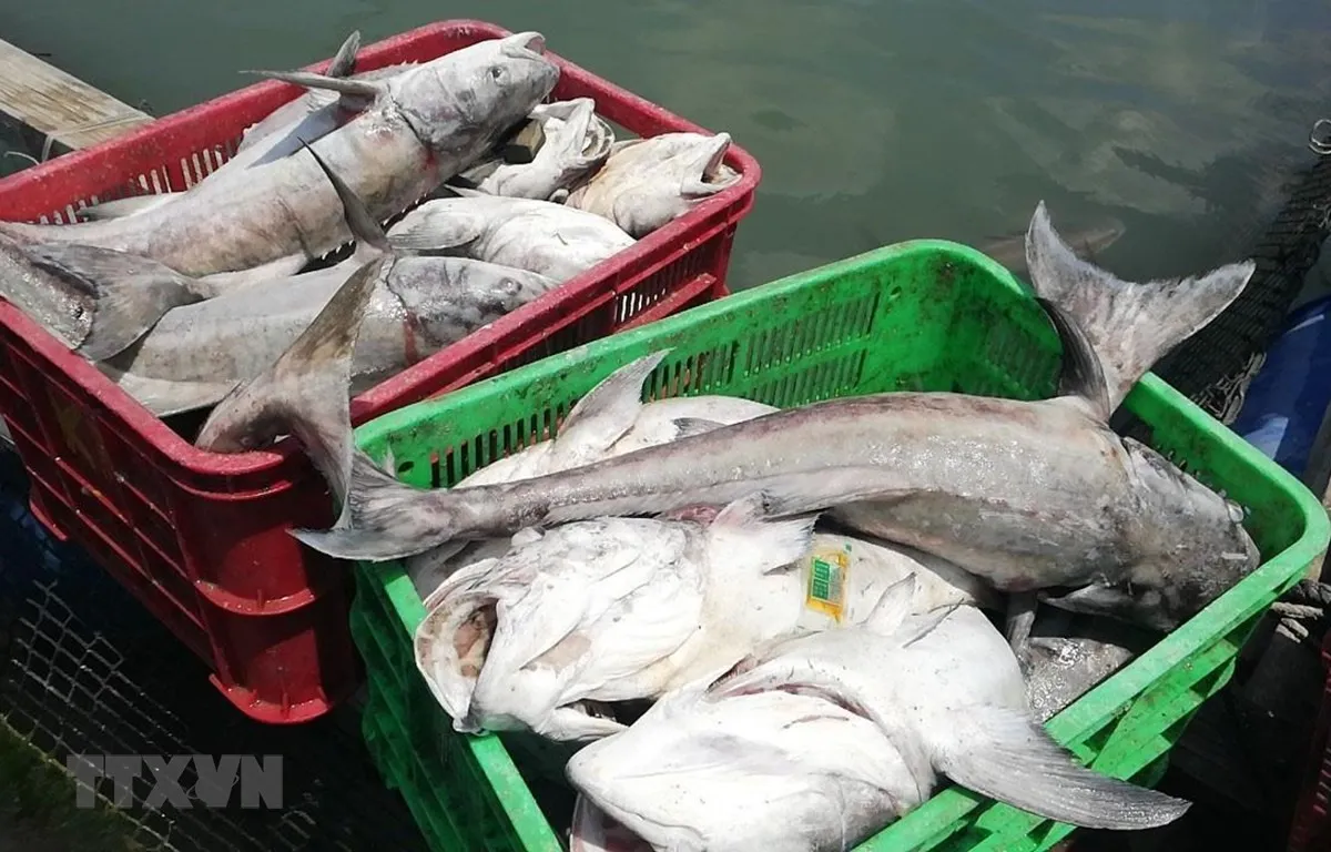 Cá lồng bè ở Bà Rịa - Vũng Tàu chết hàng loạt - Ảnh 1. Cá lồng bè ở Bà Rịa - Vũng Tàu chết hàng loạt - Ảnh 1.