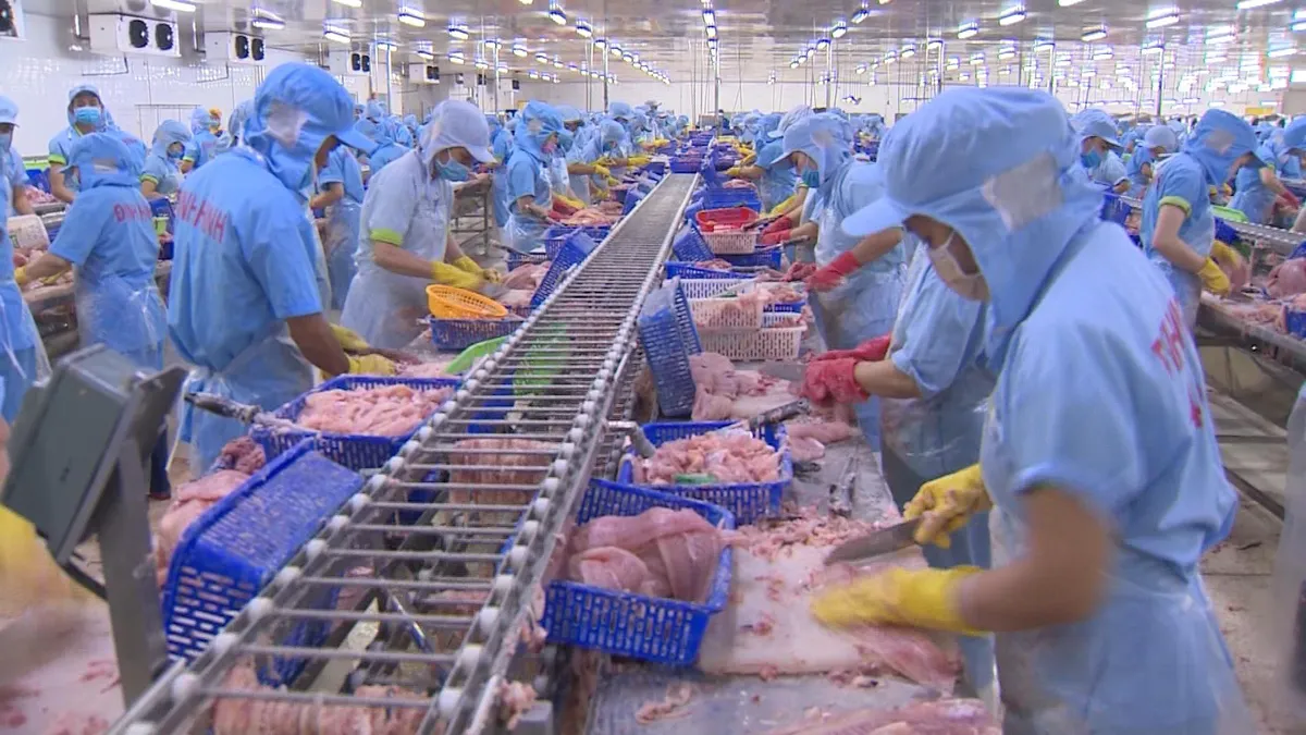Giá cá tra nguyên liệu tăng trở lại - Ảnh 1. Giá cá tra nguyên liệu tăng trở lại - Ảnh 1.