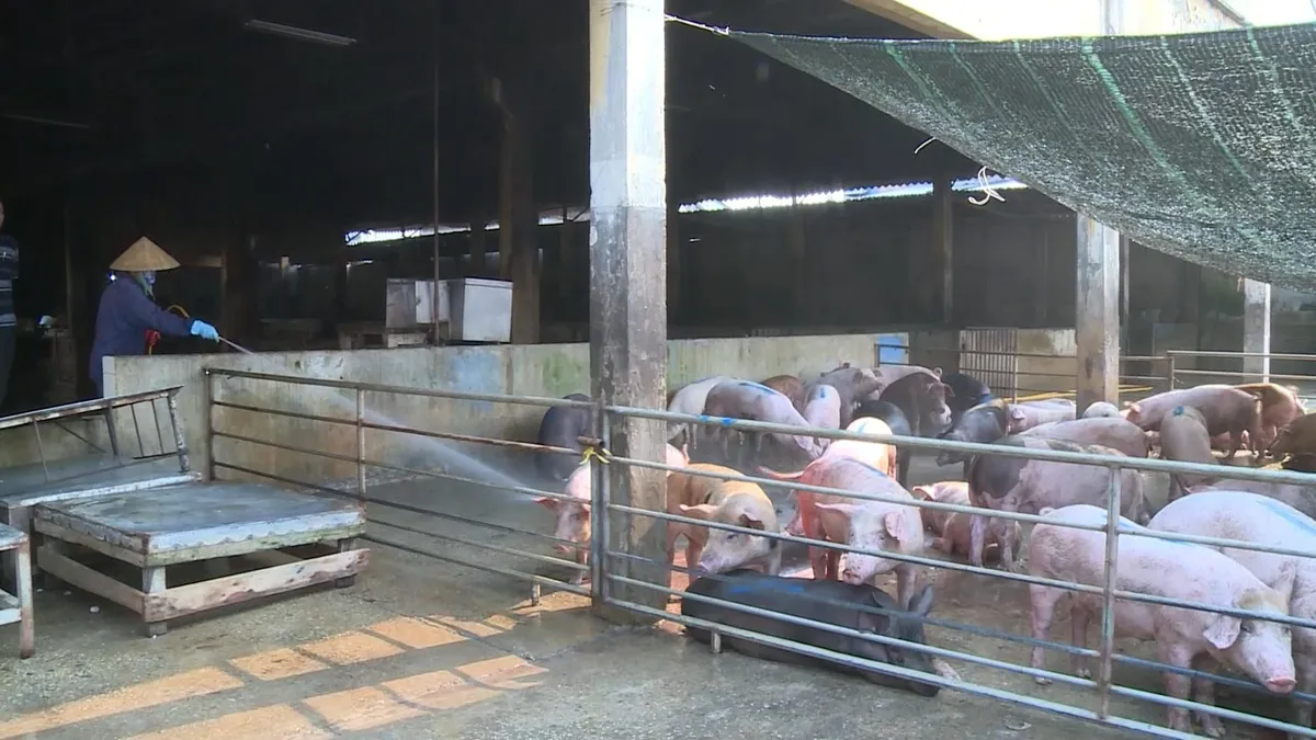 Địa phương đầu tiên ở Nghệ An công bố hết dịch tả lợn châu Phi - Ảnh 1. Địa phương đầu tiên ở Nghệ An công bố hết dịch tả lợn châu Phi - Ảnh 1.