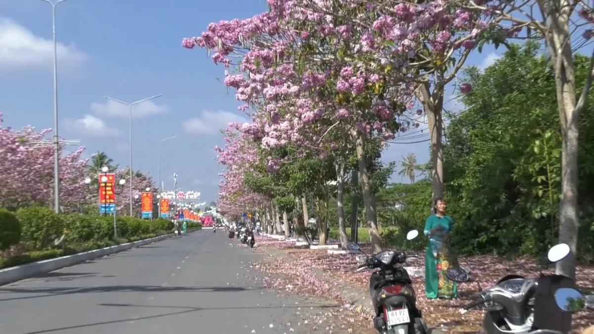 Ngập tràn sắc hoa kèn hồng tại TP.HCM - Ảnh 1. Ngập tràn sắc hoa kèn hồng tại TP.HCM - Ảnh 1.