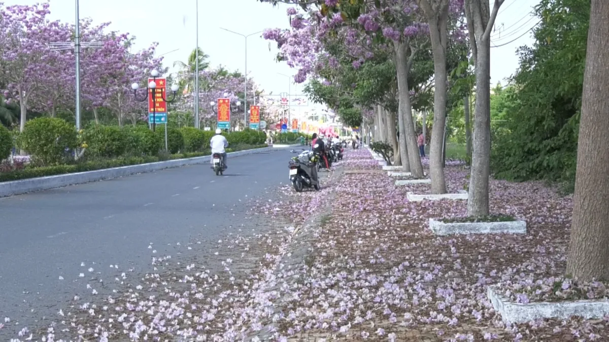 Ngập tràn sắc hoa kèn hồng tại TP.HCM - Ảnh 2. Ngập tràn sắc hoa kèn hồng tại TP.HCM - Ảnh 2.