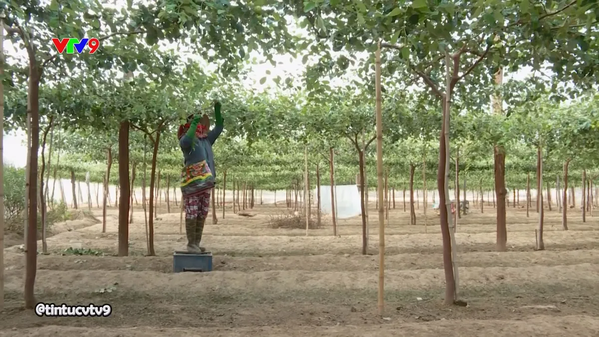 Giăng lưới cho t&aacute;o - Ảnh 1.