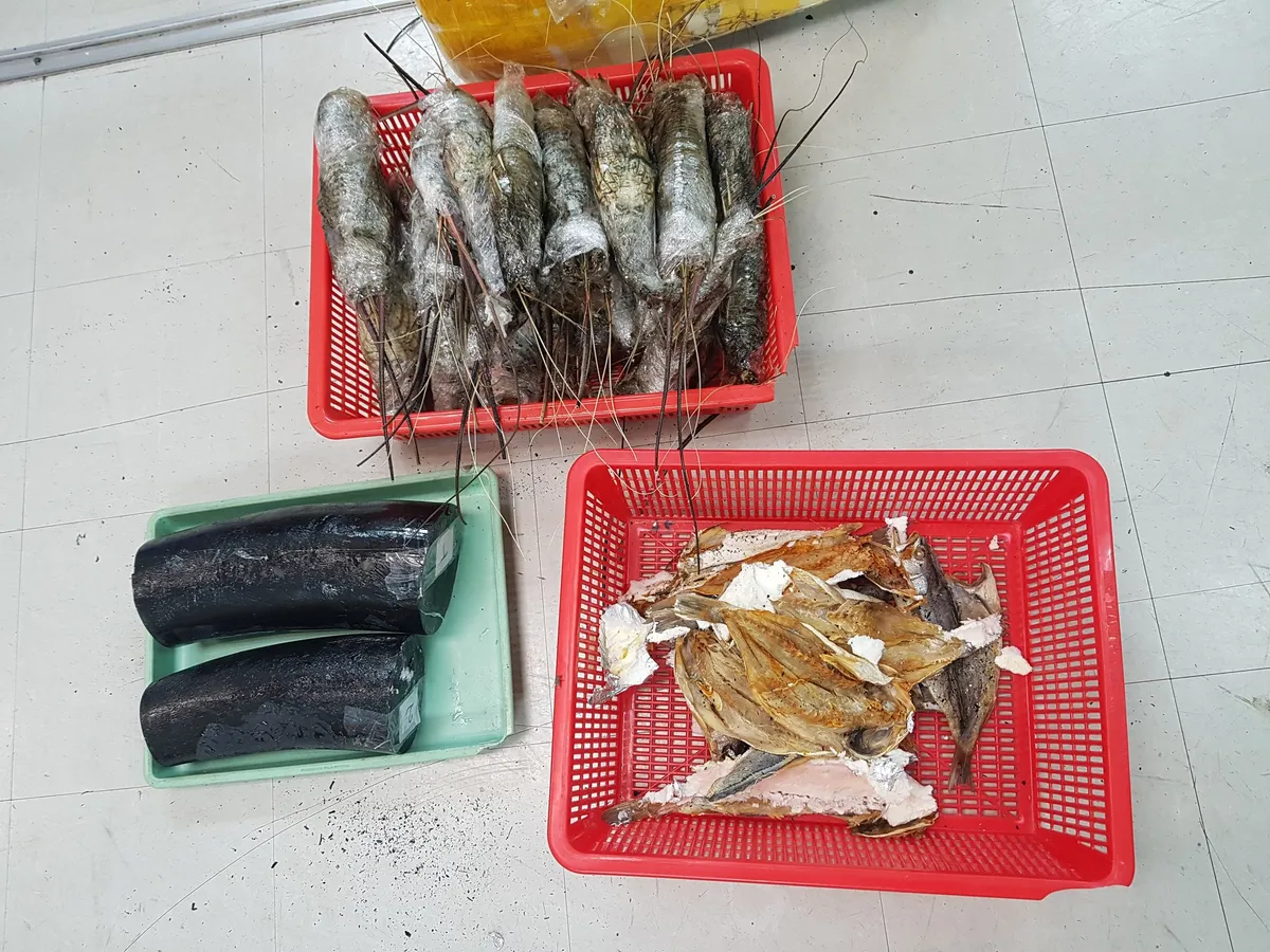 Ngà voi đội lốt tôm hùm qua đường hàng không - Ảnh 1. Ngà voi đội lốt tôm hùm qua đường hàng không - Ảnh 1.