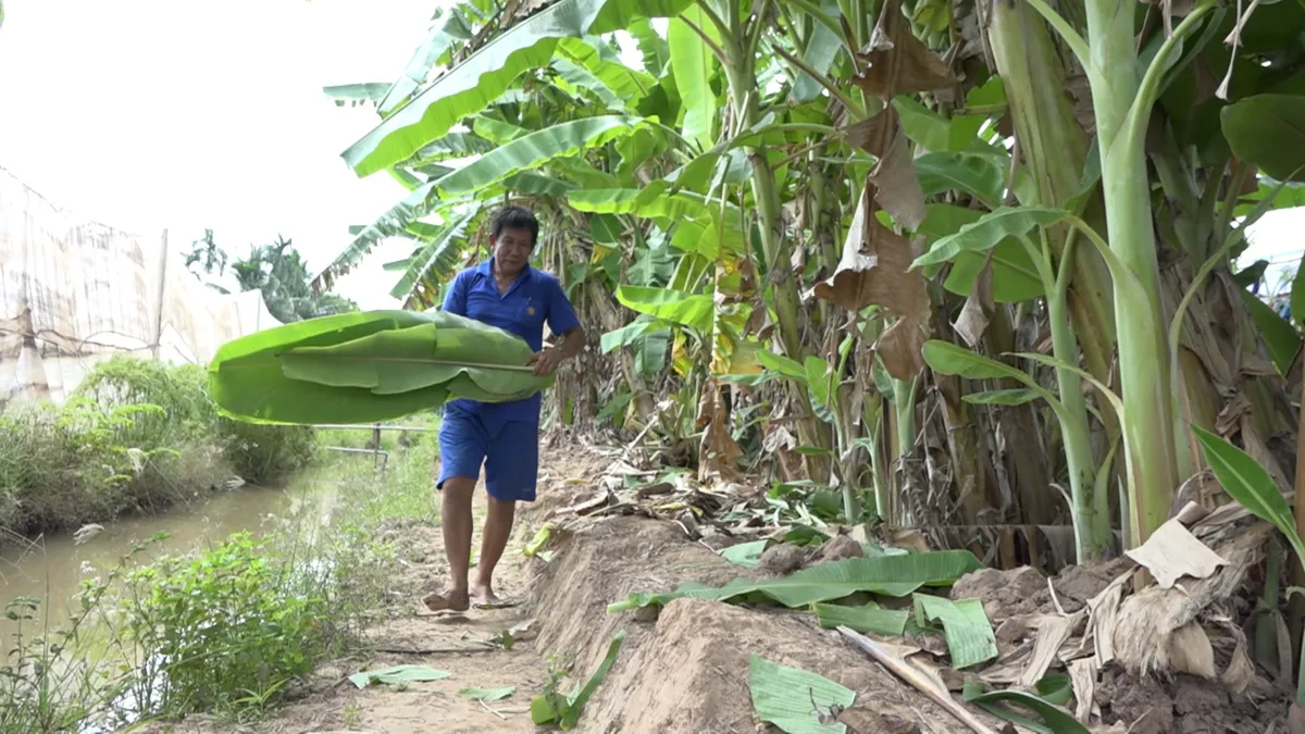 Dùng lá cây, giỏ nhựa vận chuyển rau an toàn - Ảnh 1. Dùng lá cây, giỏ nhựa vận chuyển rau an toàn - Ảnh 1.