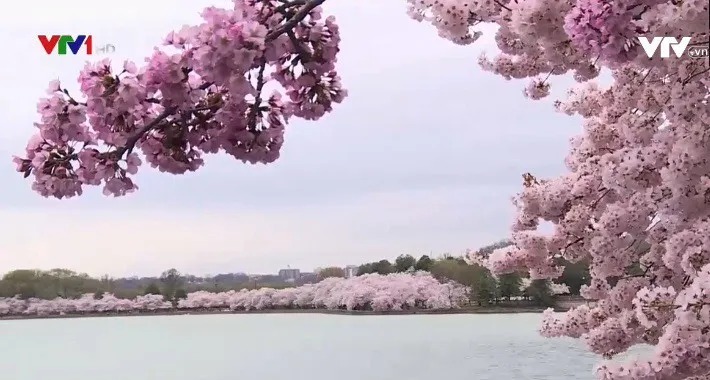 Rực rỡ mùa hoa anh đào tại Washington D.C (Mỹ) - Ảnh 1.