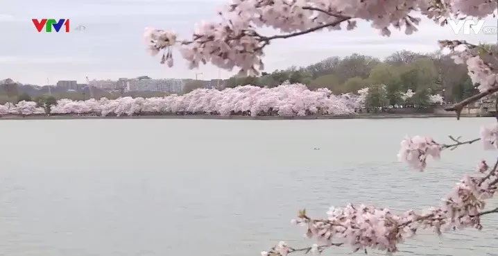Rực rỡ mùa hoa anh đào tại Washington D.C (Mỹ) - Ảnh 3.
