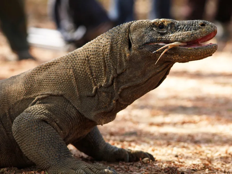 Indonesia: Hòn đảo Rồng Komodo đóng cửa do nạn săn bắt động vật - Ảnh 2.