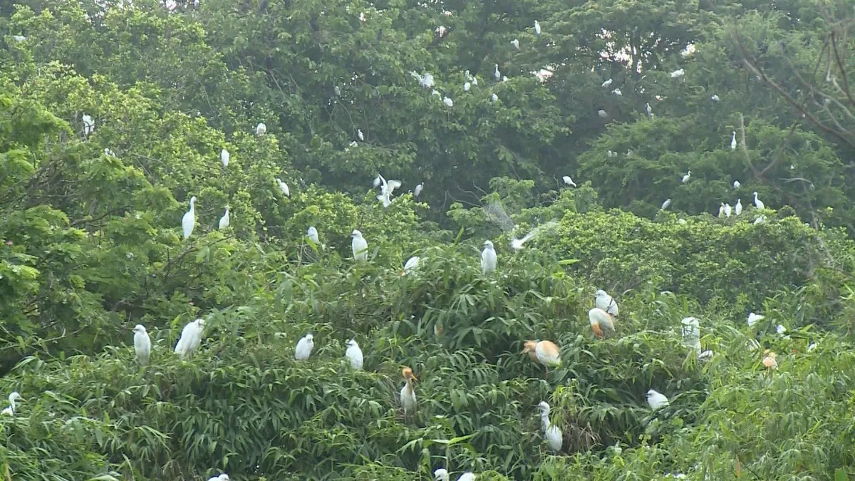 Khám phá vườn cò Bằng Lăng tại Cần Thơ - Ảnh 1. Khám phá vườn cò Bằng Lăng tại Cần Thơ - Ảnh 1.