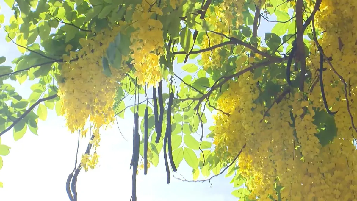 Rực rỡ hoa Osaka đầu Hè - Ảnh 1.