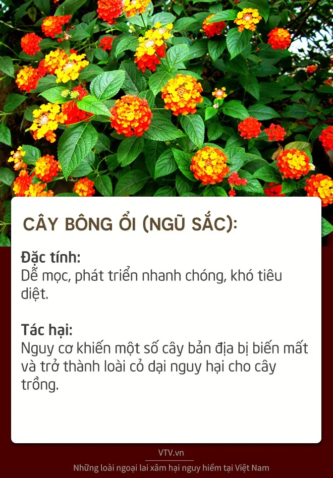 Những loài sinh vật ngoại lai xâm hại nguy hiểm tại Việt Nam - Ảnh 9.