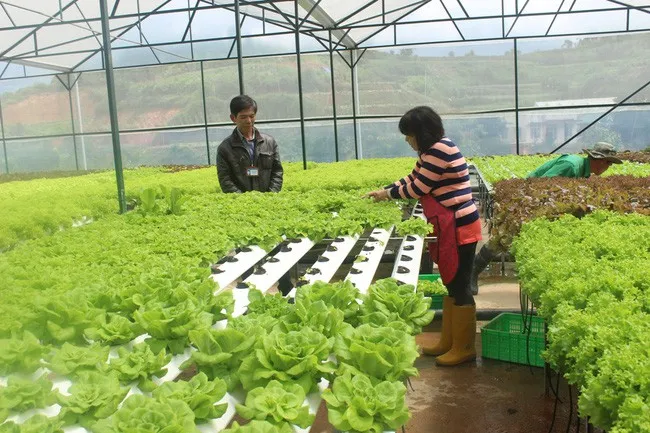 Rau Đà Lạt tăng giá mạnh do thiếu hụt nguồn cung hàng - Ảnh 1. Rau Đà Lạt tăng giá mạnh do thiếu hụt nguồn cung hàng - Ảnh 1.