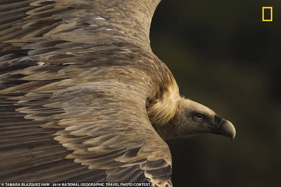 National Geographic c&ocirc;ng bố những bức ảnh đạt giải cuộc thi Travel Photo Contest 2019 - Ảnh 4.