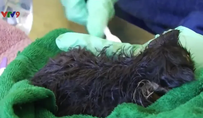 M&egrave;o sống s&oacute;t sau khi bị quay trong m&aacute;y giặt 30 ph&uacute;t - Ảnh 1.