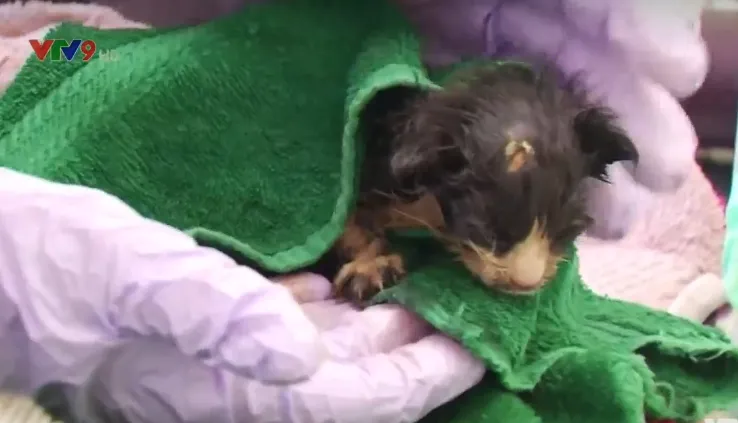 M&egrave;o sống s&oacute;t sau khi bị quay trong m&aacute;y giặt 30 ph&uacute;t - Ảnh 2.