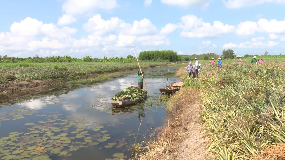 Tăng lợi nhuận từ việc bỏ mía, trồng dứa - Ảnh 1. Tăng lợi nhuận từ việc bỏ mía, trồng dứa - Ảnh 1.
