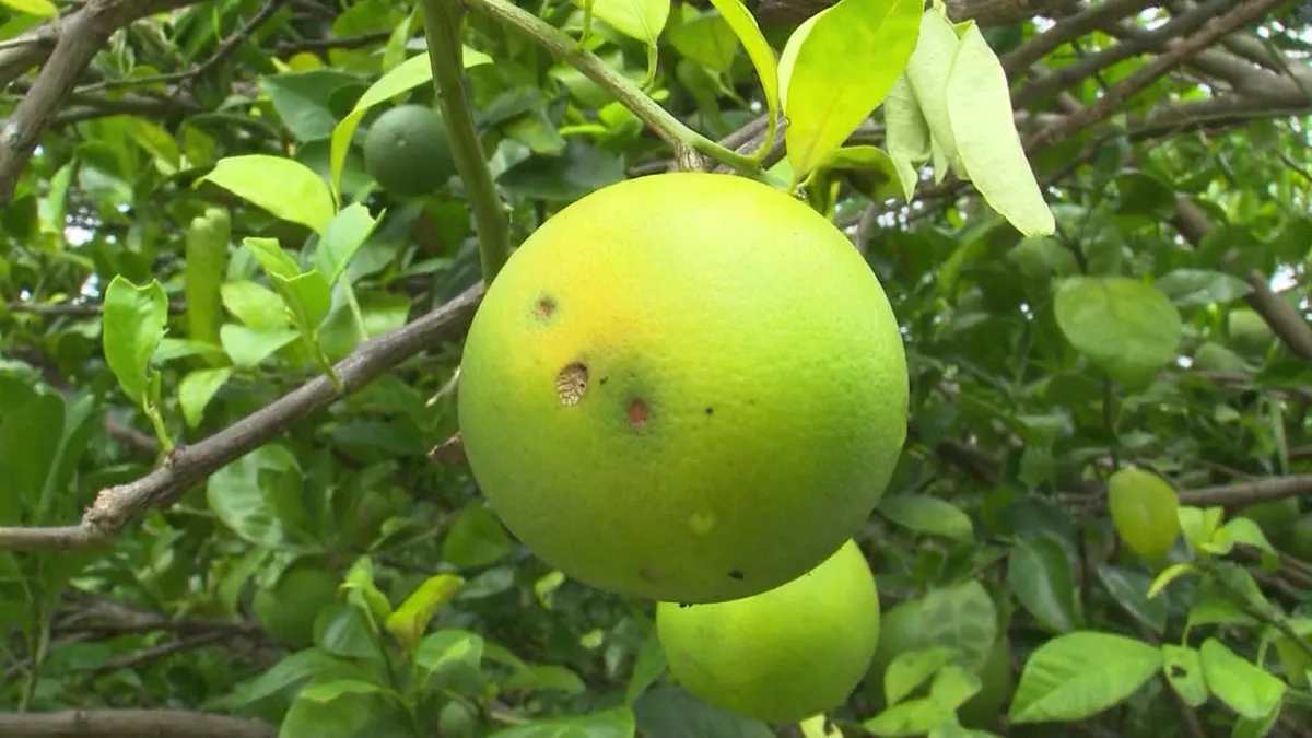 Nông dân Hậu Giang đốn bỏ vườn vì cam xoàn nhiễm bệnh - Ảnh 1. Nông dân Hậu Giang đốn bỏ vườn vì cam xoàn nhiễm bệnh - Ảnh 1.
