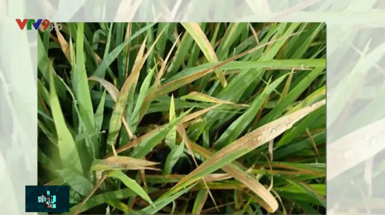 Hội nghị quốc tế về bệnh bạc l&aacute; tr&ecirc;n l&uacute;a - Ảnh 1.