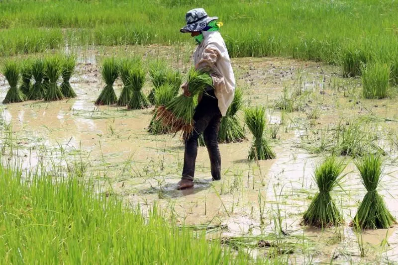 Thiếu cung đẩy giá gạo nếp tại Thái Lan tăng mạnh - Ảnh 1. Thiếu cung đẩy giá gạo nếp tại Thái Lan tăng mạnh - Ảnh 1.