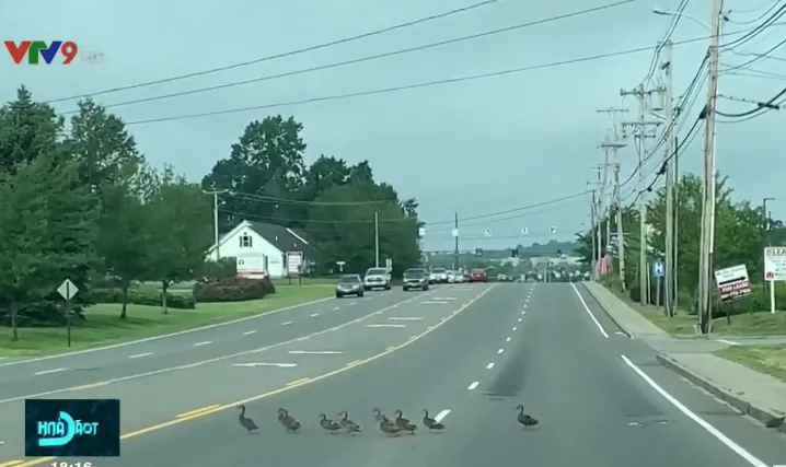 Ấn tượng đ&agrave;n vịt xếp h&agrave;ng qua đường - Ảnh 1.