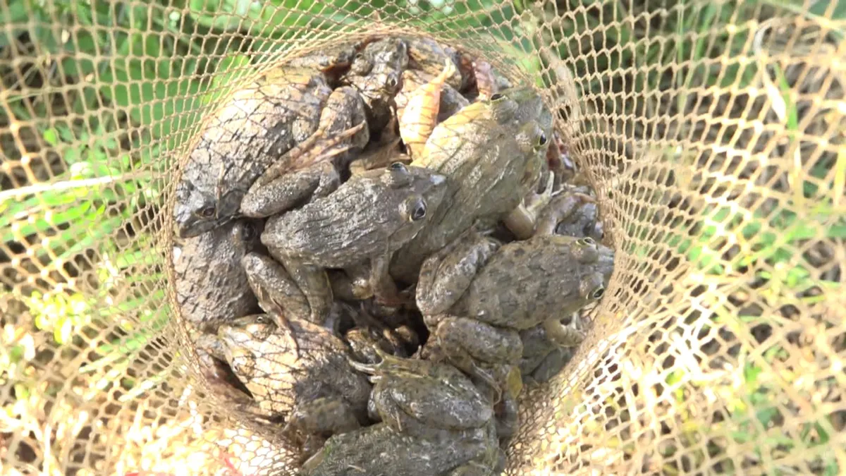 C&acirc;u ếch đồng m&ugrave;a lũ - th&uacute; vui h&aacute;i ra tiền - Ảnh 1.