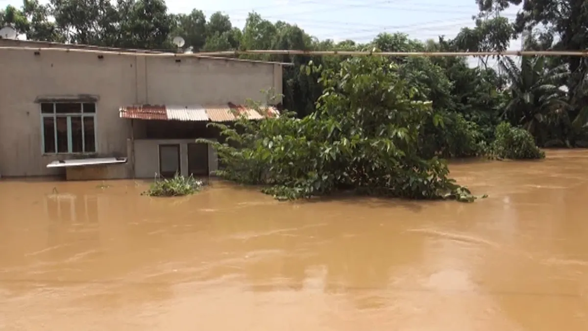 Đồng Nai thiệt hại h&agrave;ng trăm tấn c&aacute; do xả lũ - Ảnh 1.