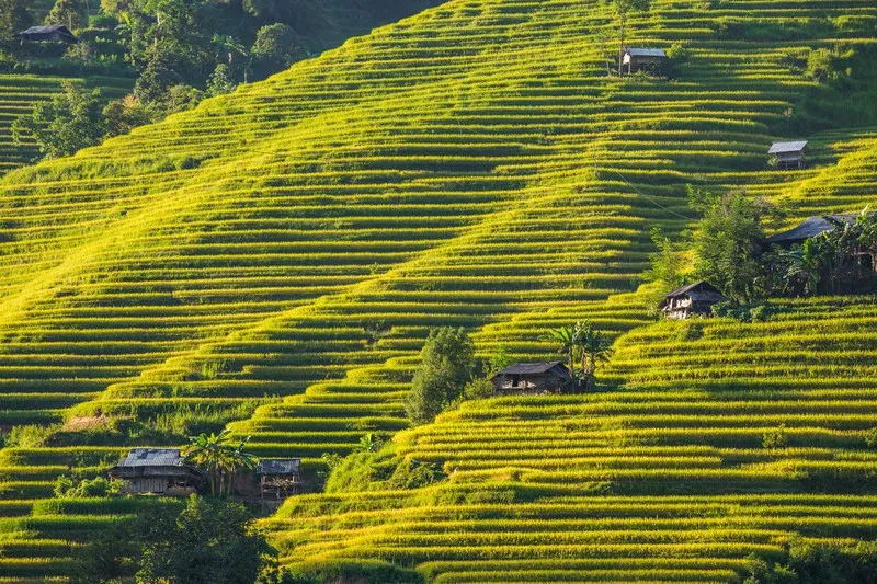 Ngỡ ngàng vẻ đẹp ruộng bậc thang Hoàng Su Phì mùa lúa chín - Ảnh 4.