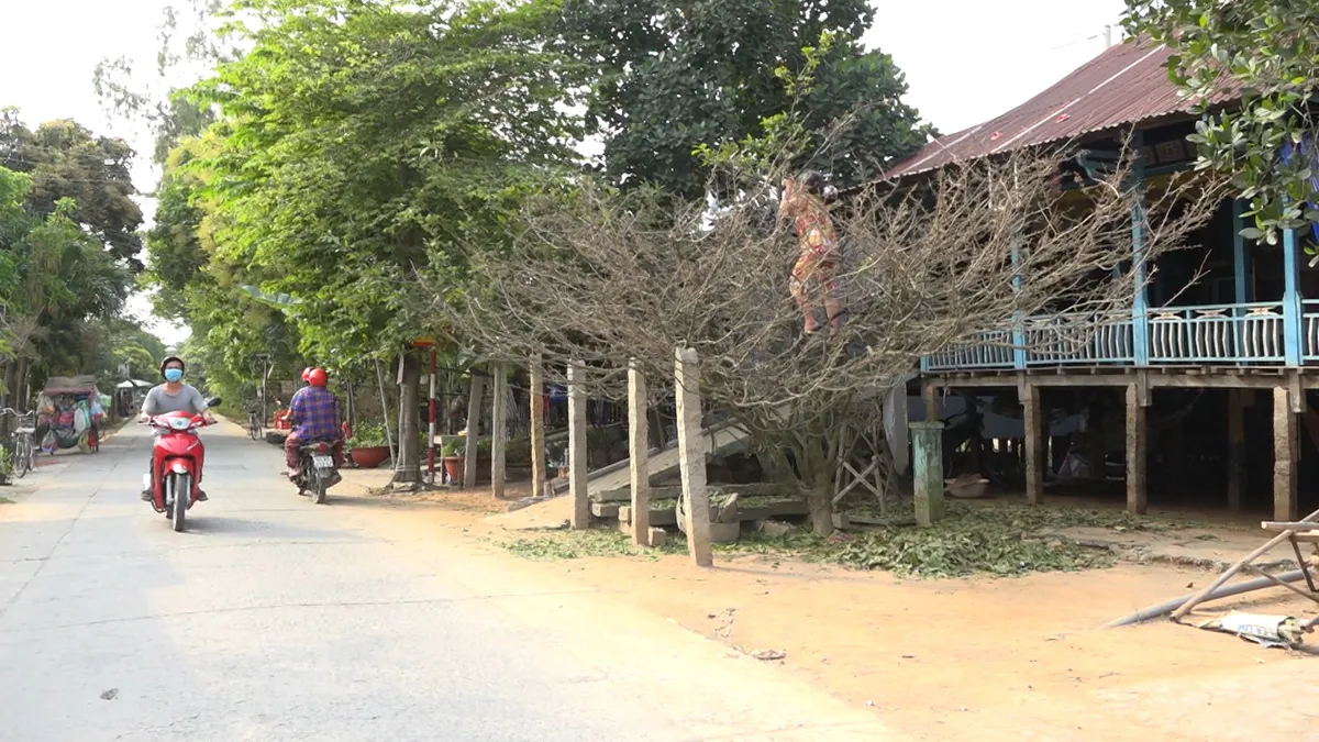 Mãn nhãn với cây mai "khủng"