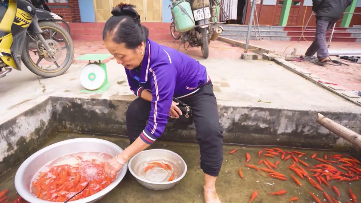Thăm làng nuôi cá chép đỏ Thủy Trầm - Ảnh 3. Thăm làng nuôi cá chép đỏ Thủy Trầm - Ảnh 3.