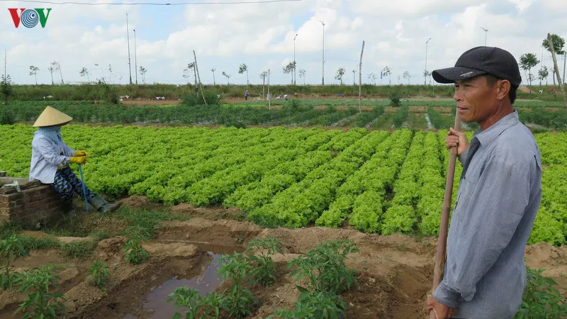 Sát Tết nhưng rau lại mất giá - Ảnh 1. Sát Tết nhưng rau lại mất giá - Ảnh 1.
