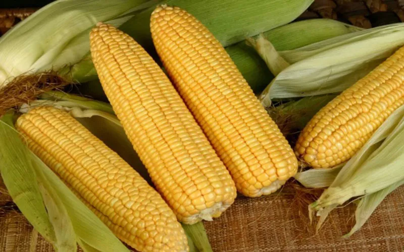 Khám phá những lợi ích cho sức khỏe từ bắp ngô - Ảnh 6.