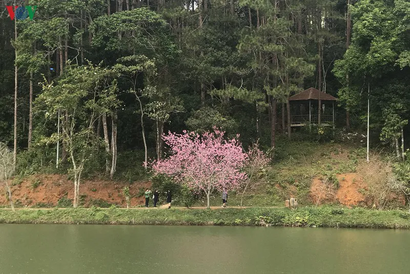 Đẹp ngất ngây hoa anh đào trên cao nguyên Măng Đen, Kon Tum - Ảnh 4.