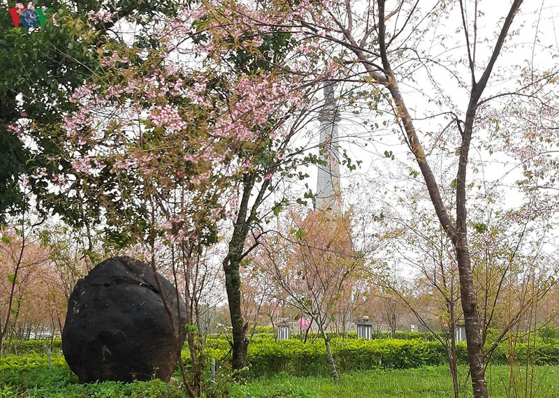 Đẹp ngất ngây hoa anh đào trên cao nguyên Măng Đen, Kon Tum - Ảnh 6.